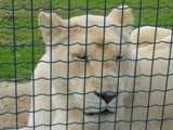 Λευκή Λέαινα σε STILPLAX στο Αττικό Ζωολογικό Πάρκο